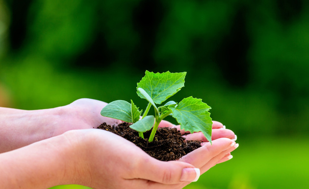 Frau_haelt_Pflanze_in_der_Hand / Umwelt__Oekologie-165519
